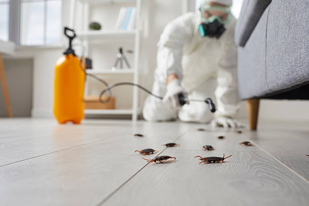 Post-Treatment Bed Bug Interceptor Monitoring in Lovelock
